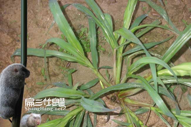 皇竹草種植時(shí)間