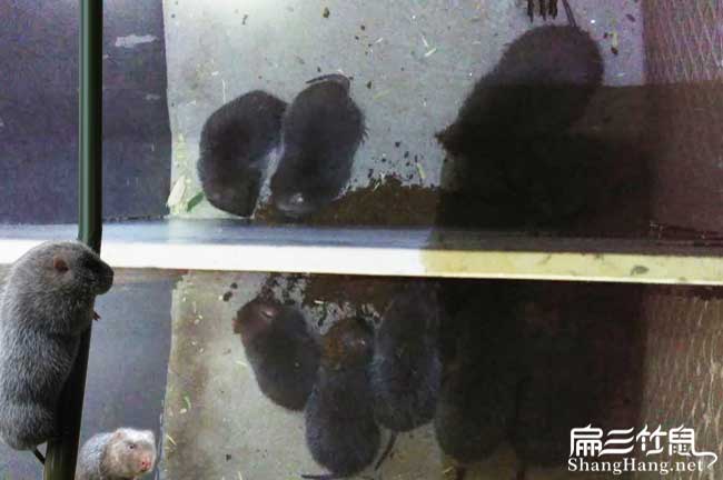 豐城竹鼠批發(fā)