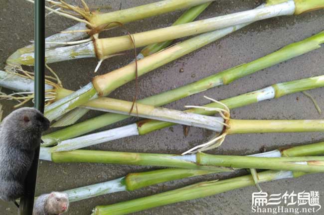 常州養(yǎng)竹鼠