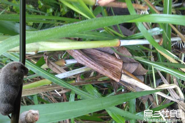 養(yǎng)竹鼠擔(dān)心賣不出去