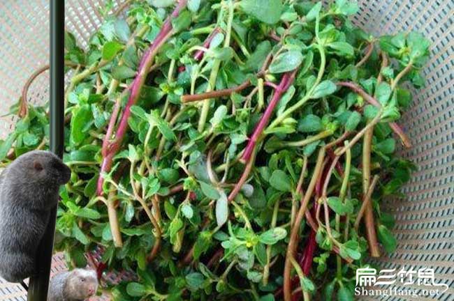 云南竹鼠食物