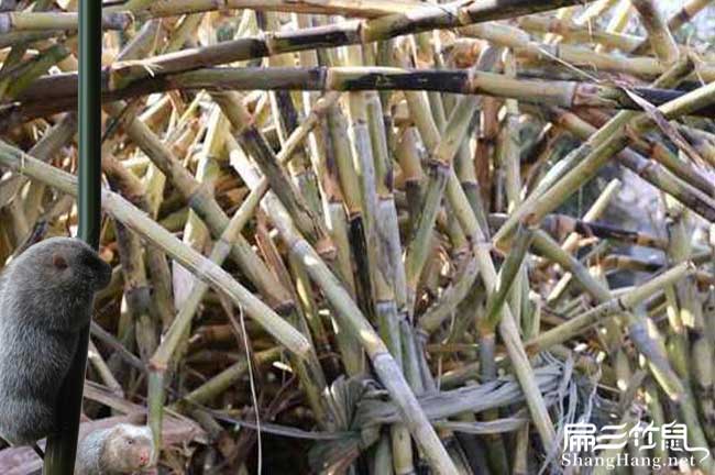 宜春竹鼠種苗批發(fā)