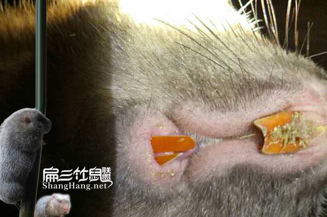南寧竹鼠養(yǎng)殖廠
