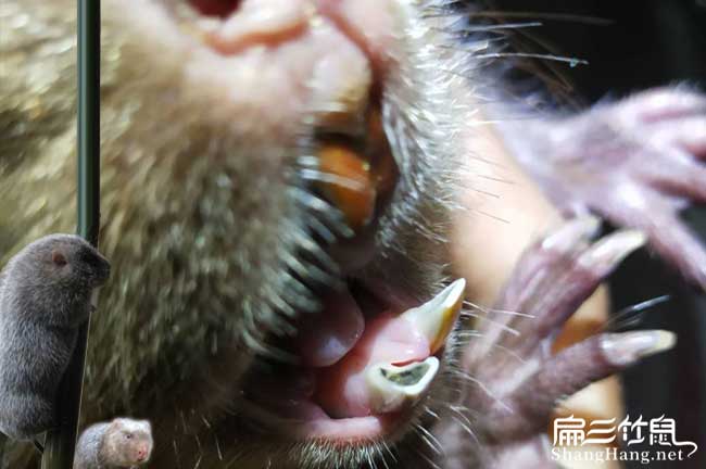 常州竹鼠牙齒