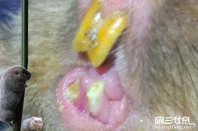 南寧竹鼠牙齒培訓