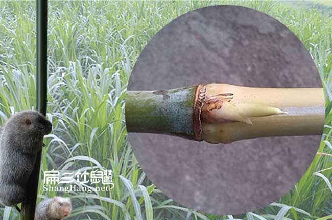 新型皇竹草種節(jié)