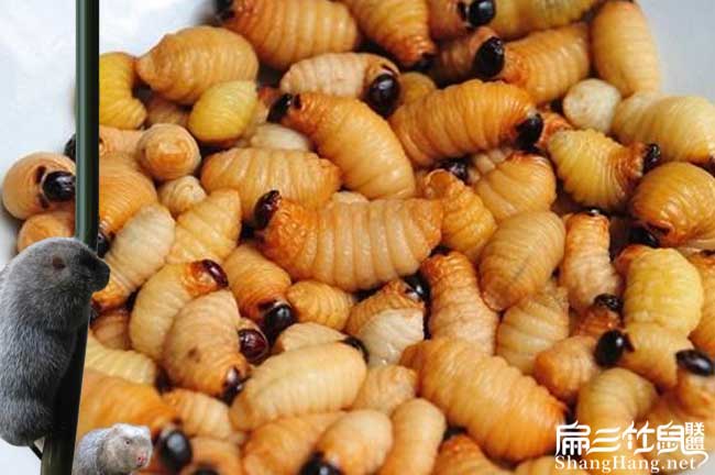 浙江竹蟲(chóng)養(yǎng)殖基地