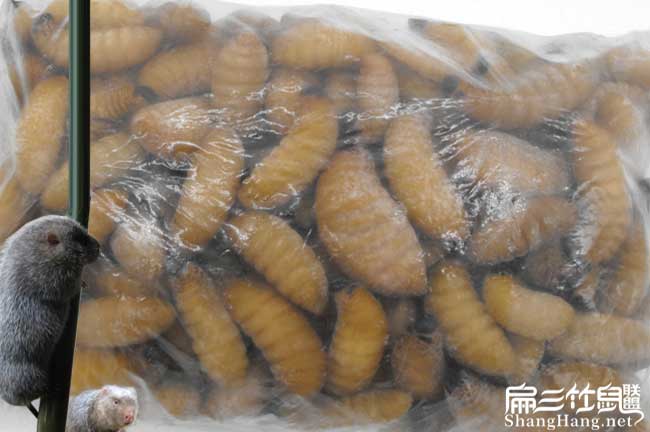 四川竹蟲價(jià)格