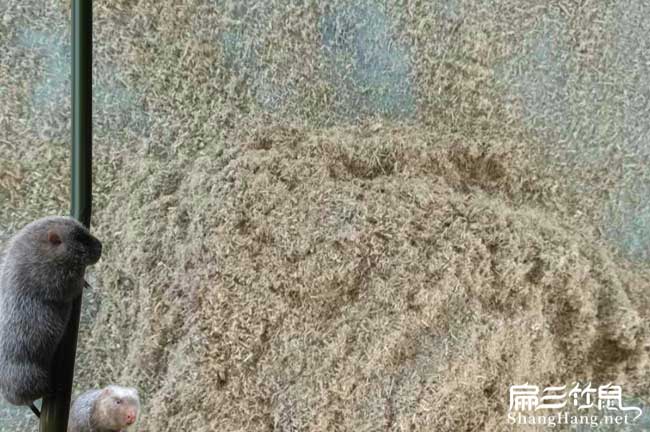 浙江竹鼠食物