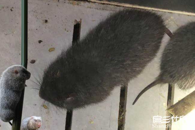 運城竹鼠養(yǎng)殖