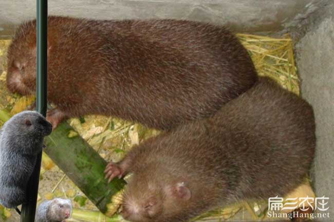西雙版納竹鼠價格