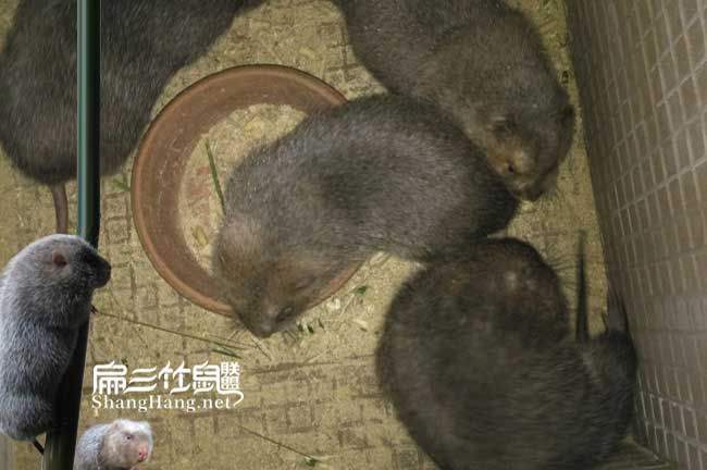 長(zhǎng)沙竹鼠種苗價(jià)錢(qián)