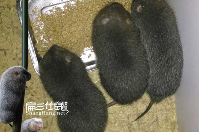 常州養(yǎng)竹鼠