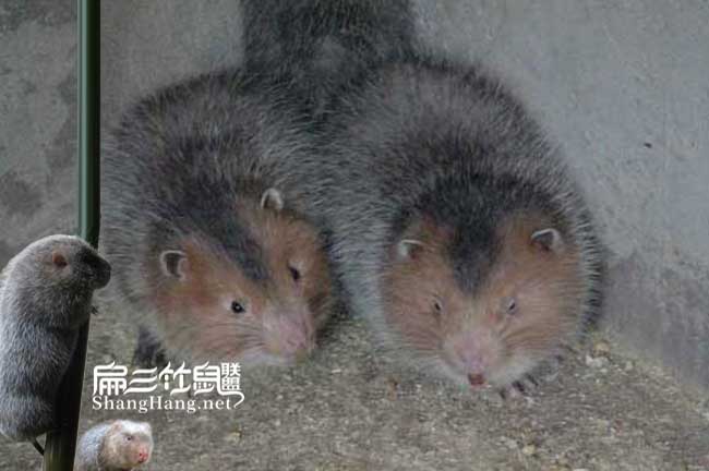 湖南長(zhǎng)沙竹鼠種苗批發(fā)