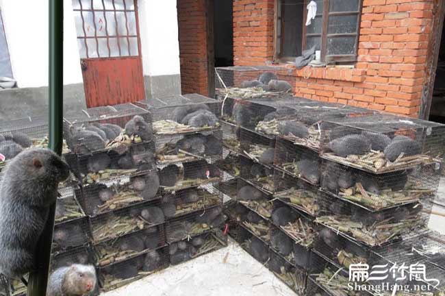 中國(guó)商品竹鼠批發(fā)