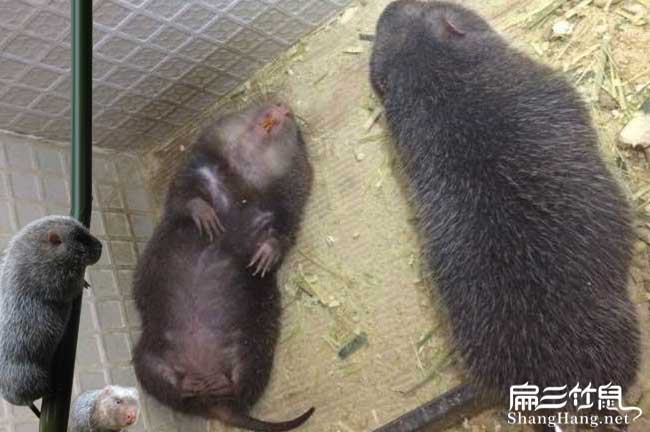 威遠竹鼠種苗