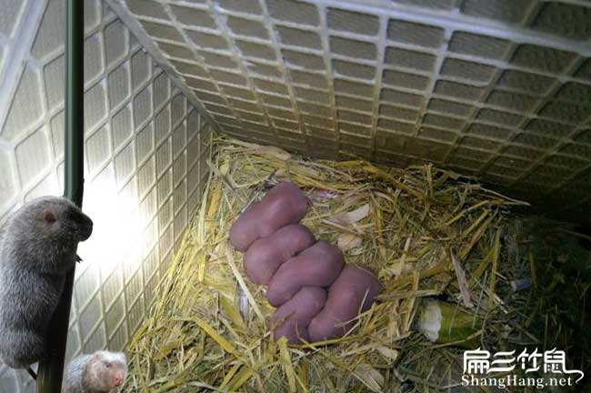 桂林竹鼠養(yǎng)殖基地