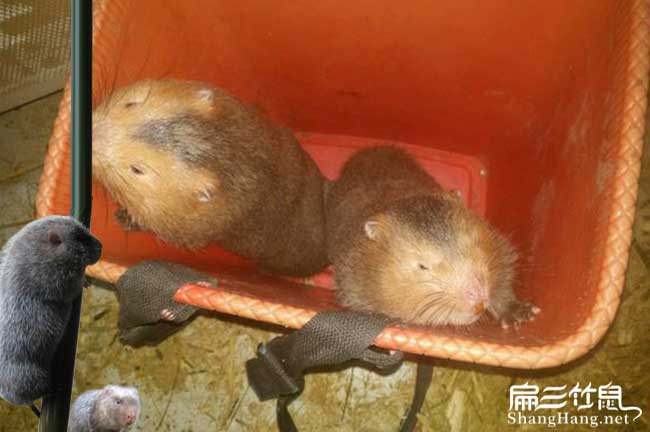 竹鼠價(jià)格