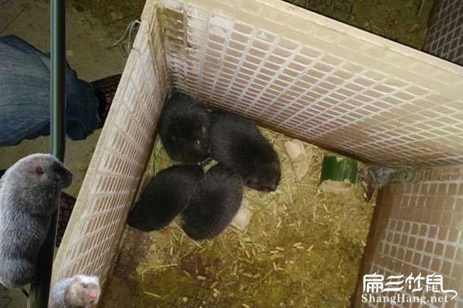 資中竹鼠價格