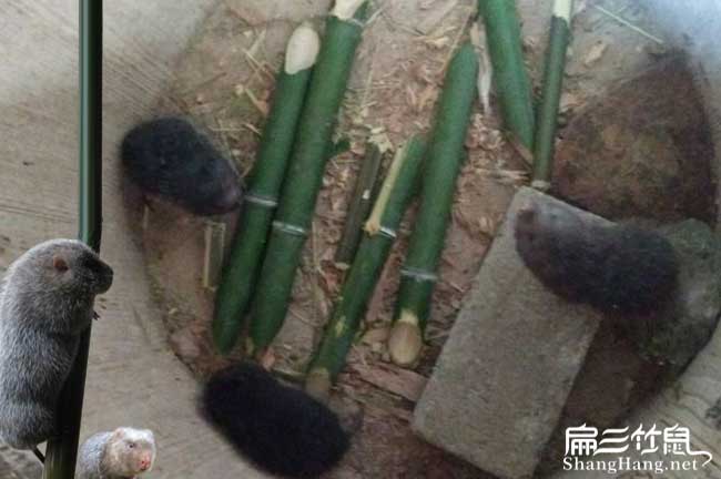 桂林竹鼠種苗價格