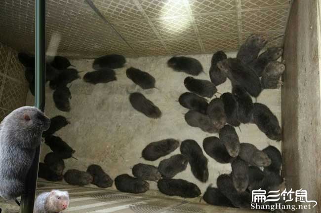 廣西竹鼠養(yǎng)殖培訓中心