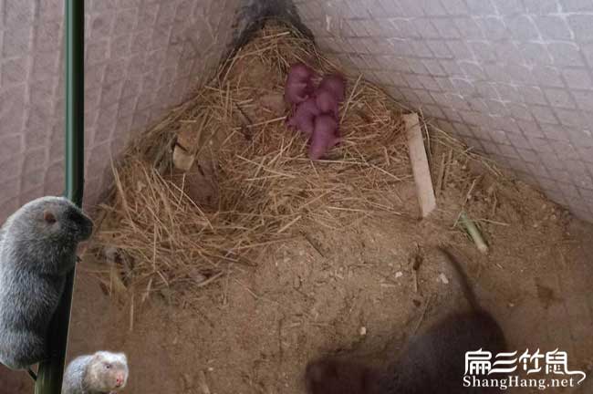 鄰水竹鼠養(yǎng)殖