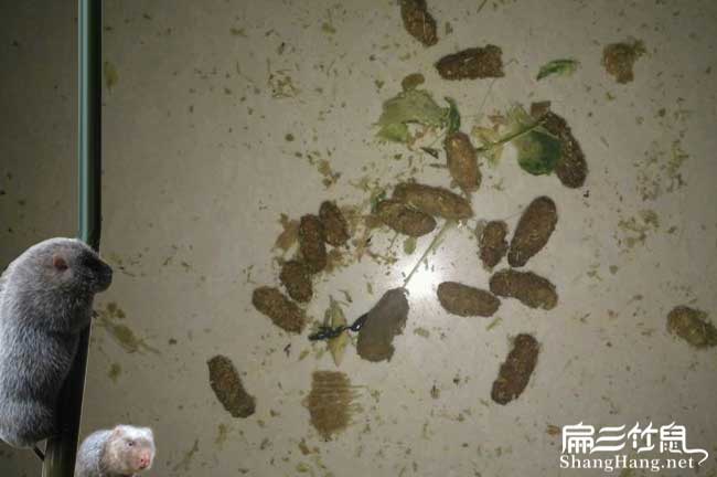 浙江竹鼠養(yǎng)殖技術