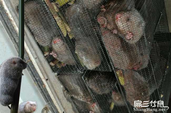 行唐竹鼠養(yǎng)殖基地