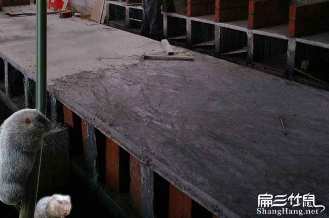 河池竹鼠養(yǎng)殖技術(shù)
