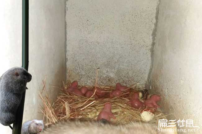長樂竹鼠養(yǎng)殖基地