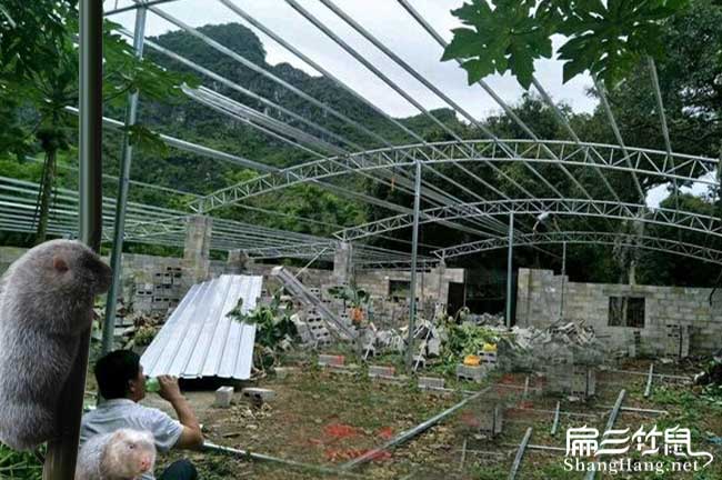 莆田竹鼠種苗批發(fā)