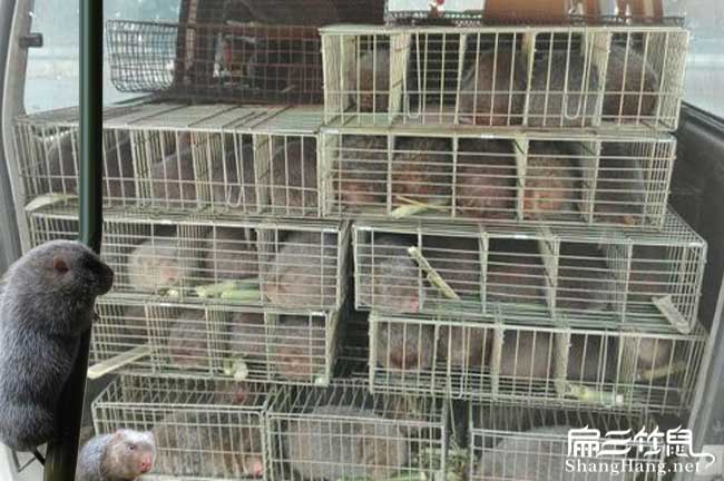 竹鼠肺炎西藥