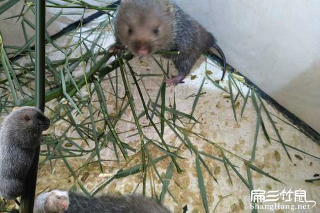 宜春竹鼠種苗價(jià)格