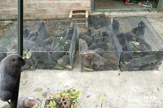 湖南竹鼠銷(xiāo)售