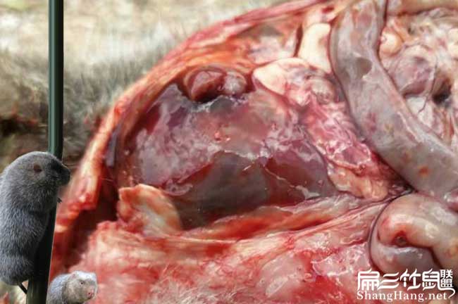 竹鼠腸炎問(wèn)題