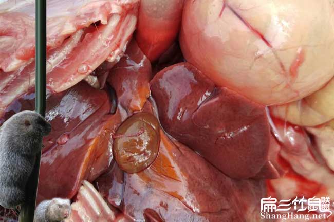 竹鼠腸炎問(wèn)題