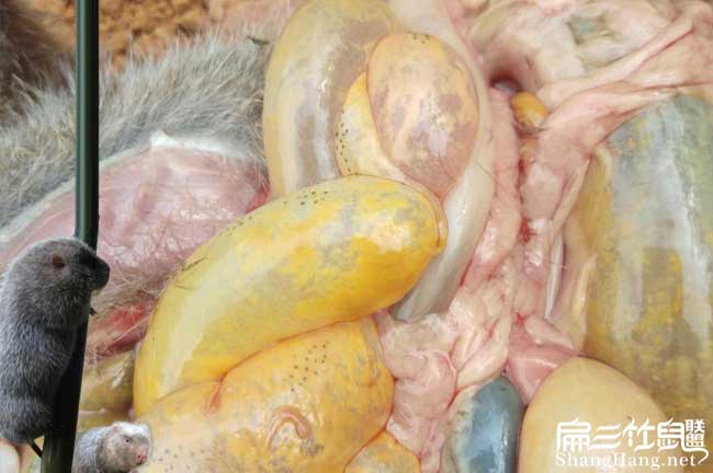 竹鼠腸胃炎