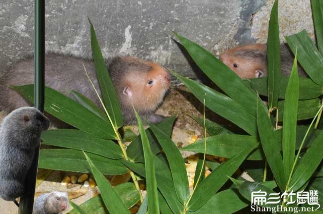 竹鼠批發(fā)