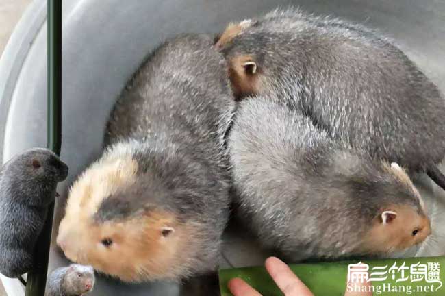 南寧竹鼠批發(fā)
