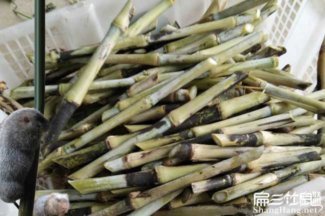 順德竹鼠食物