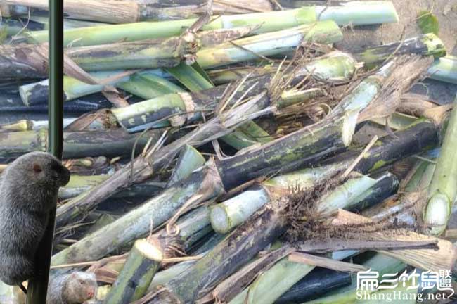 養(yǎng)竹鼠學員群