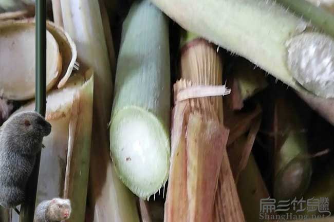 環(huán)江竹鼠養(yǎng)殖
