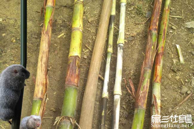 九龍坡竹鼠養(yǎng)殖食物