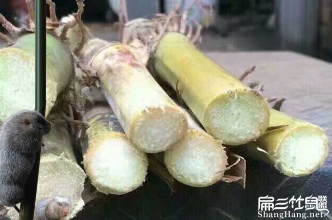 竹鼠食物甘蔗