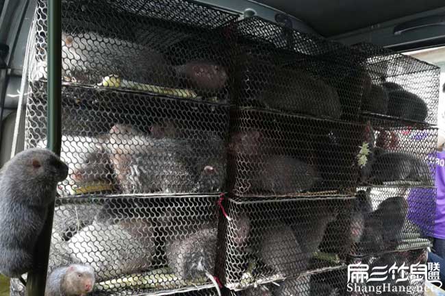 商品竹鼠批發(fā)