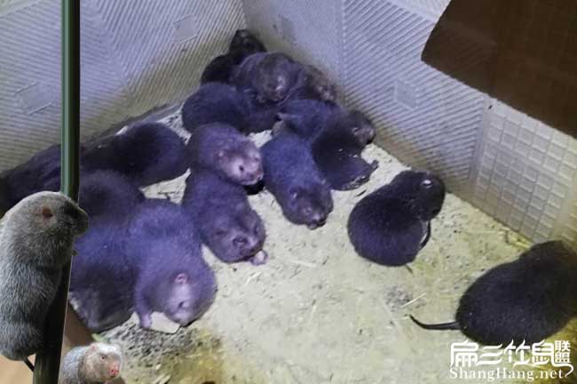 商品竹鼠價(jià)格