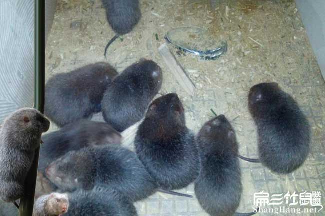 廣州竹鼠批發(fā)商