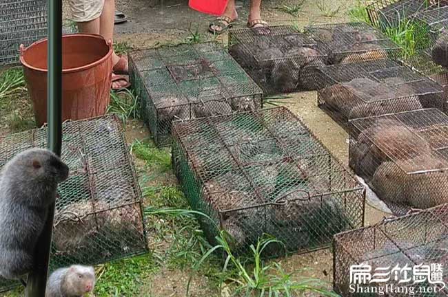 竹2024鼠批發(fā)