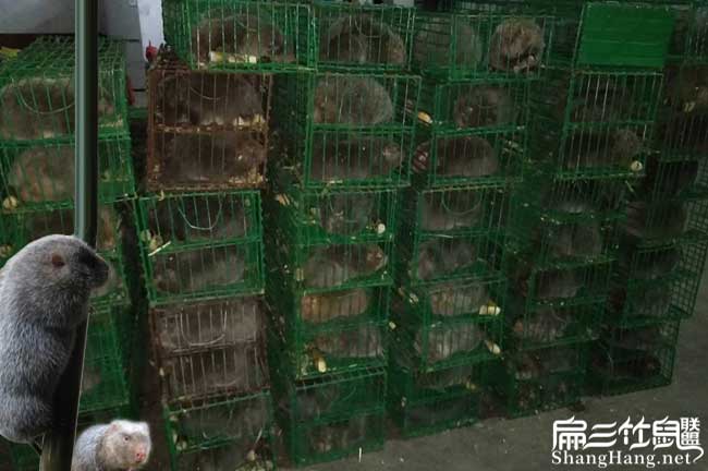 番禺竹鼠交易市場