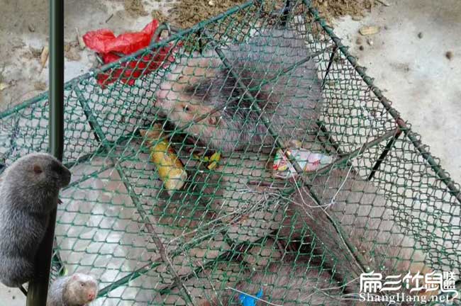 從化竹鼠批發(fā)價格
